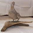 Partridge