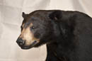 Black bear