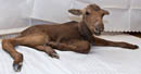 Moose calf mount