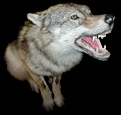 Wolf mount