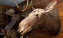 Moose