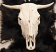 Skull 3