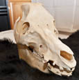 Skull 2