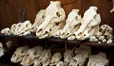 Skull 4
